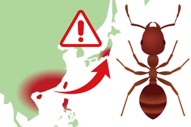猛毒をもつ「ヒアリ」が東京でも多数確認！特徴や刺されたときの対処法は？