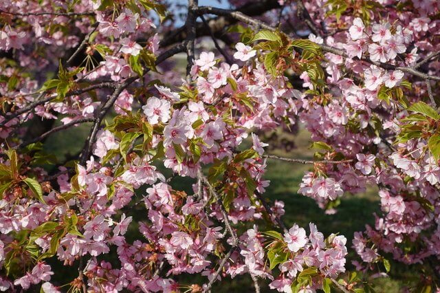 桜を見る会とは。問題とされていることが何なのかわかりやすく解説